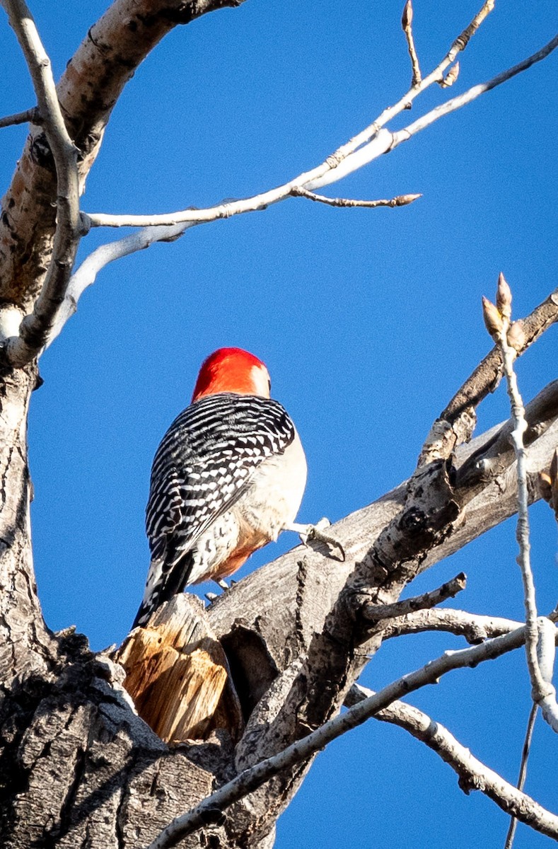 Red-bellied Woodpecker - Michelle Puplava