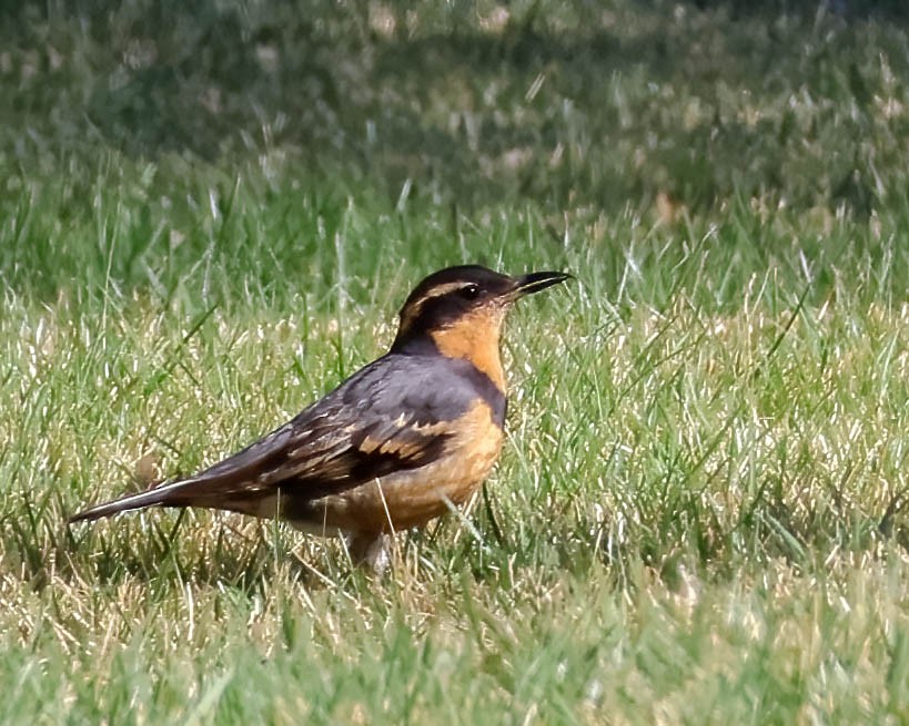 Varied Thrush - ML616334719