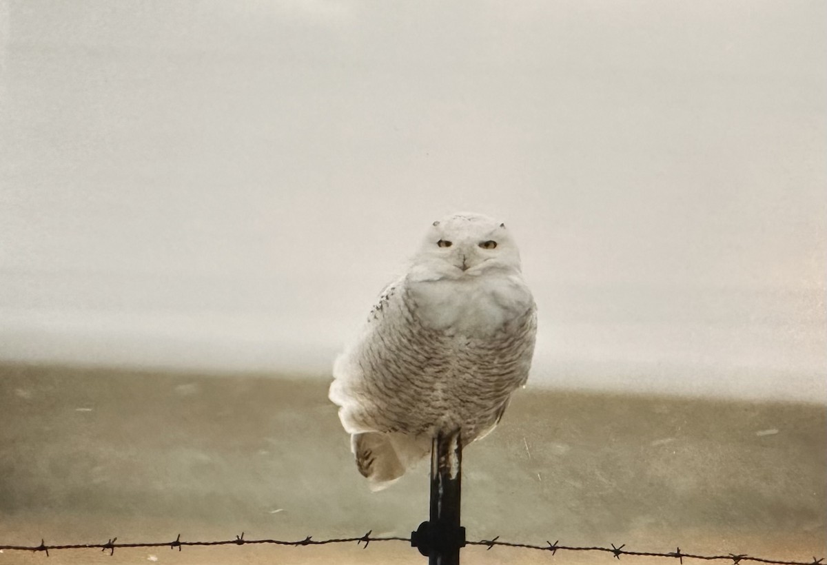 Snowy Owl - Kathy Caminiti