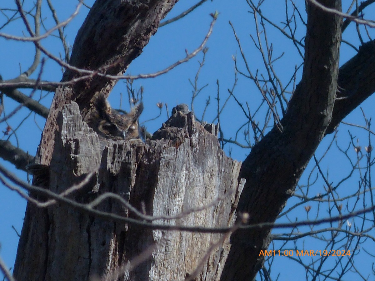 Great Horned Owl - Sam Skinner