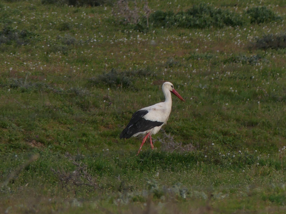 White Stork - ML616334763