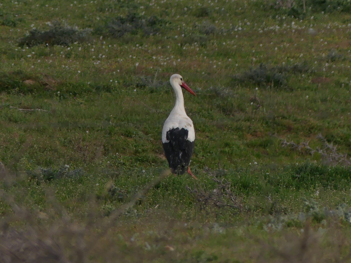 White Stork - ML616334764