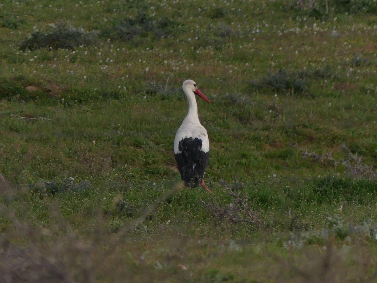 Cigogne blanche - ML616334764