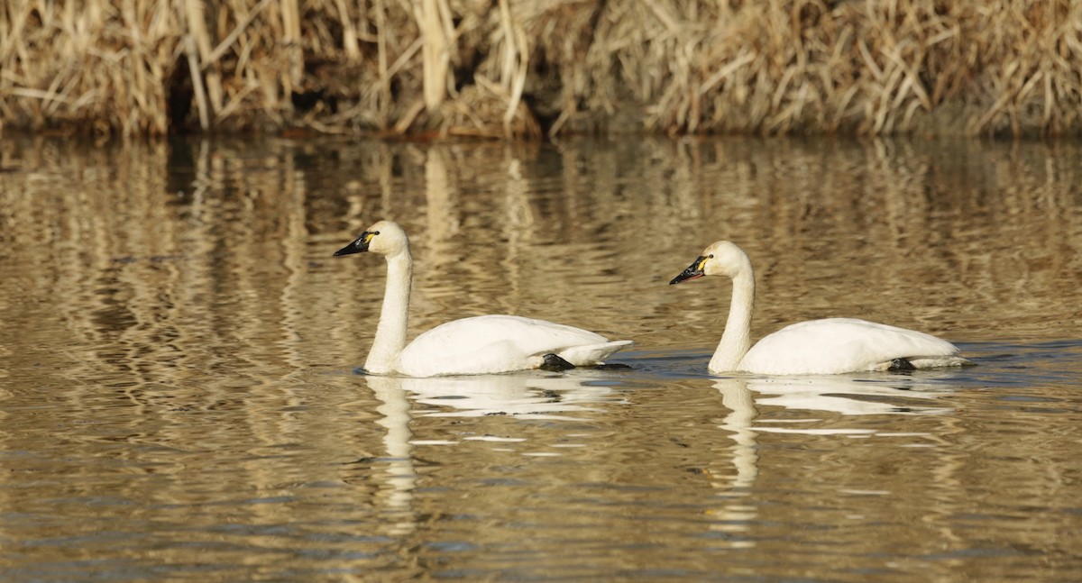 Tundra Swan - ML616334789