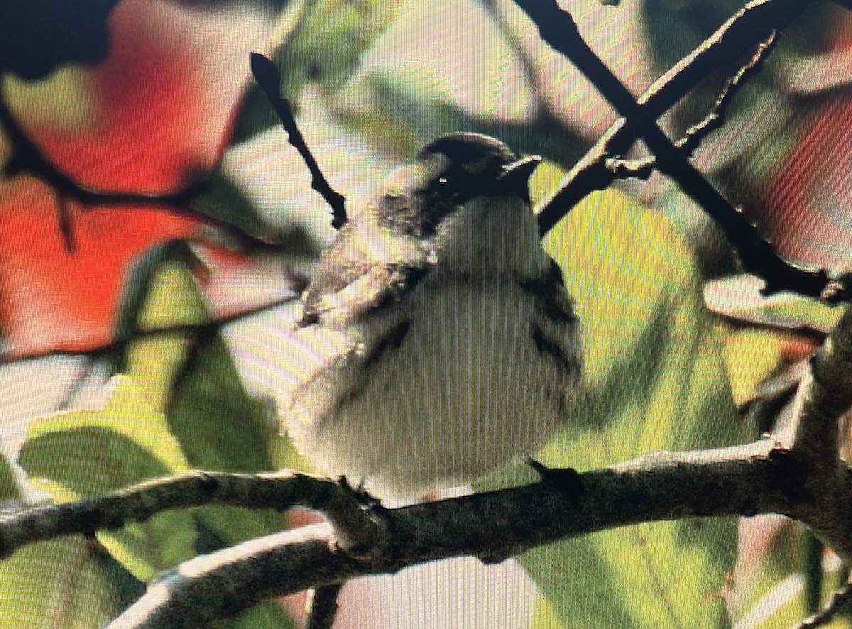 Black-throated Gray Warbler - Pierre Howard