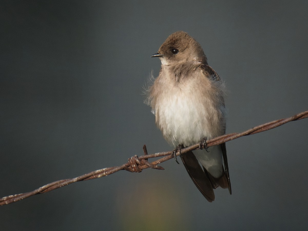 Northern Rough-winged Swallow - Jeffrey Hale