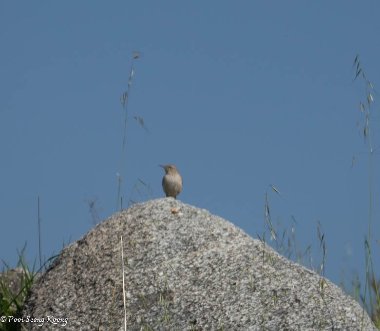 Rock Wren - Pooi Seong Koong