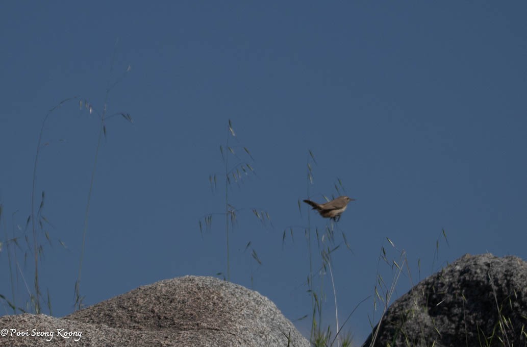 Rock Wren - Pooi Seong Koong