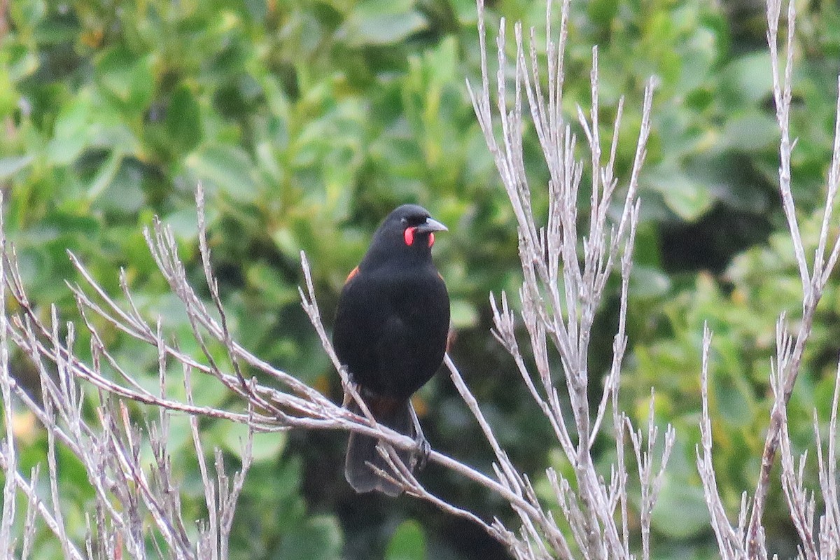 South Island Saddleback - ML616334950