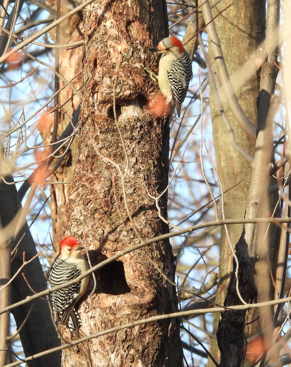 Red-bellied Woodpecker - france lamontagne