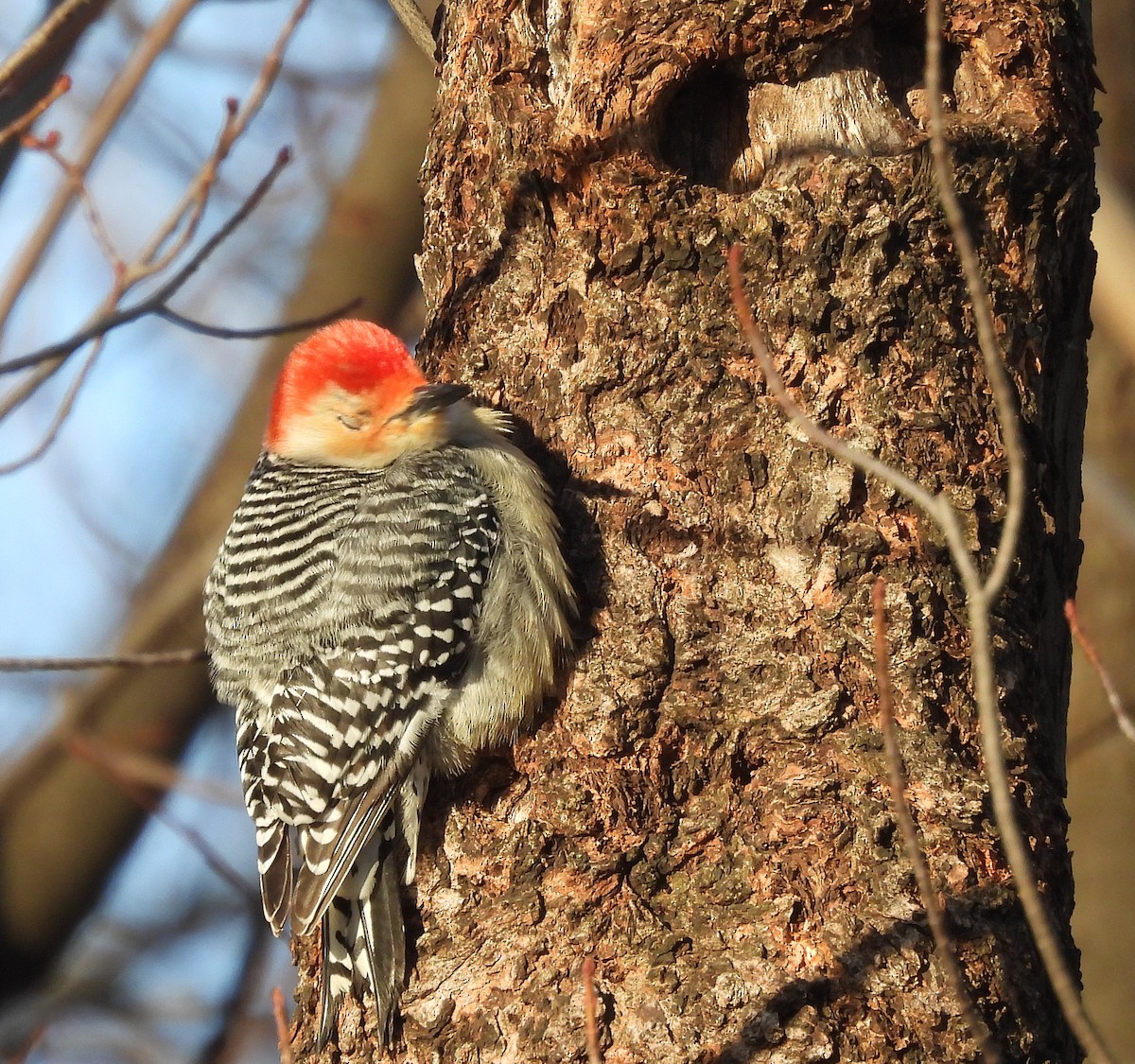 Red-bellied Woodpecker - france lamontagne