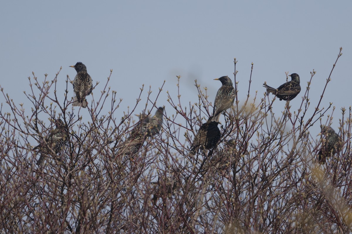 European Starling - ML616334985