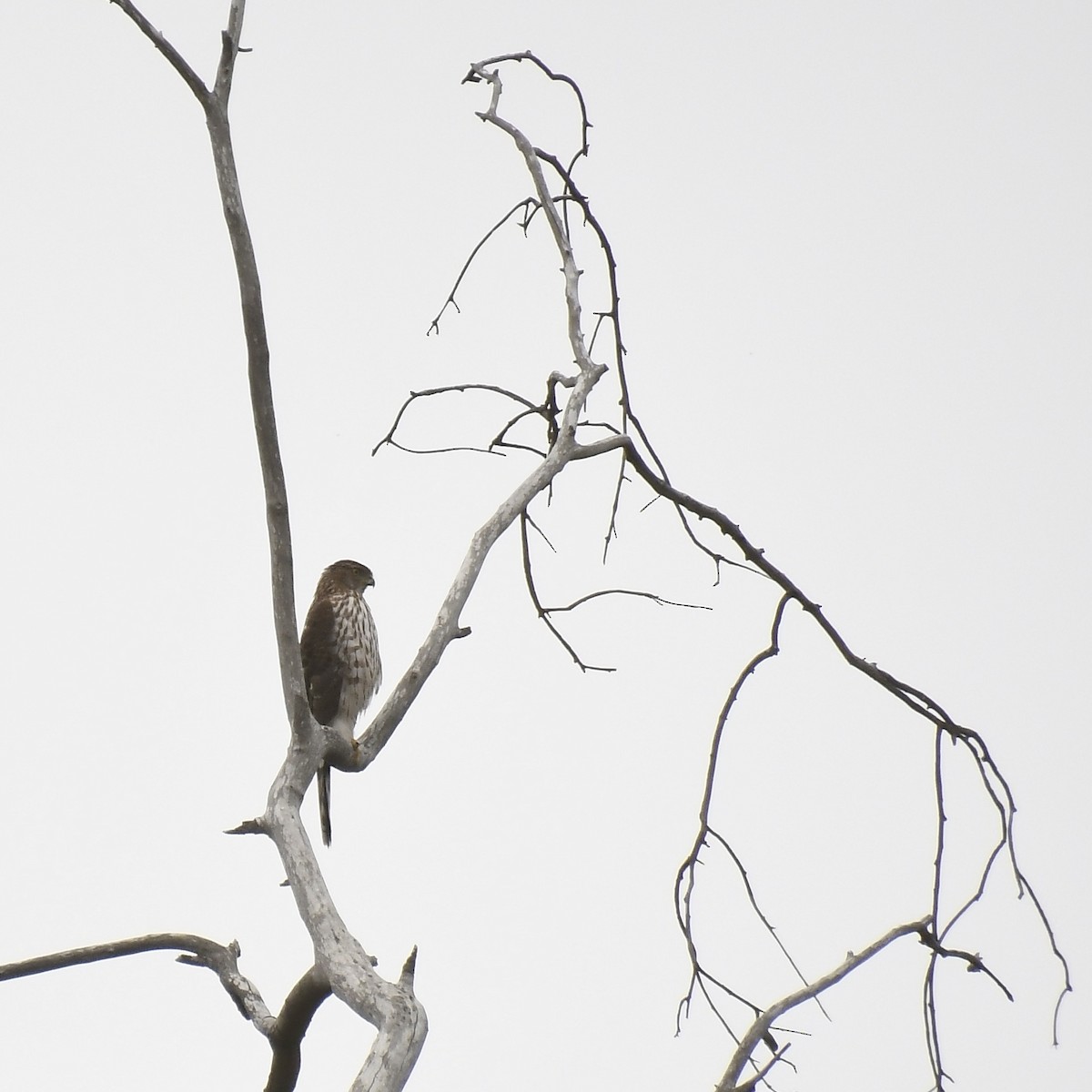 Cooper's Hawk - Paul Clarke