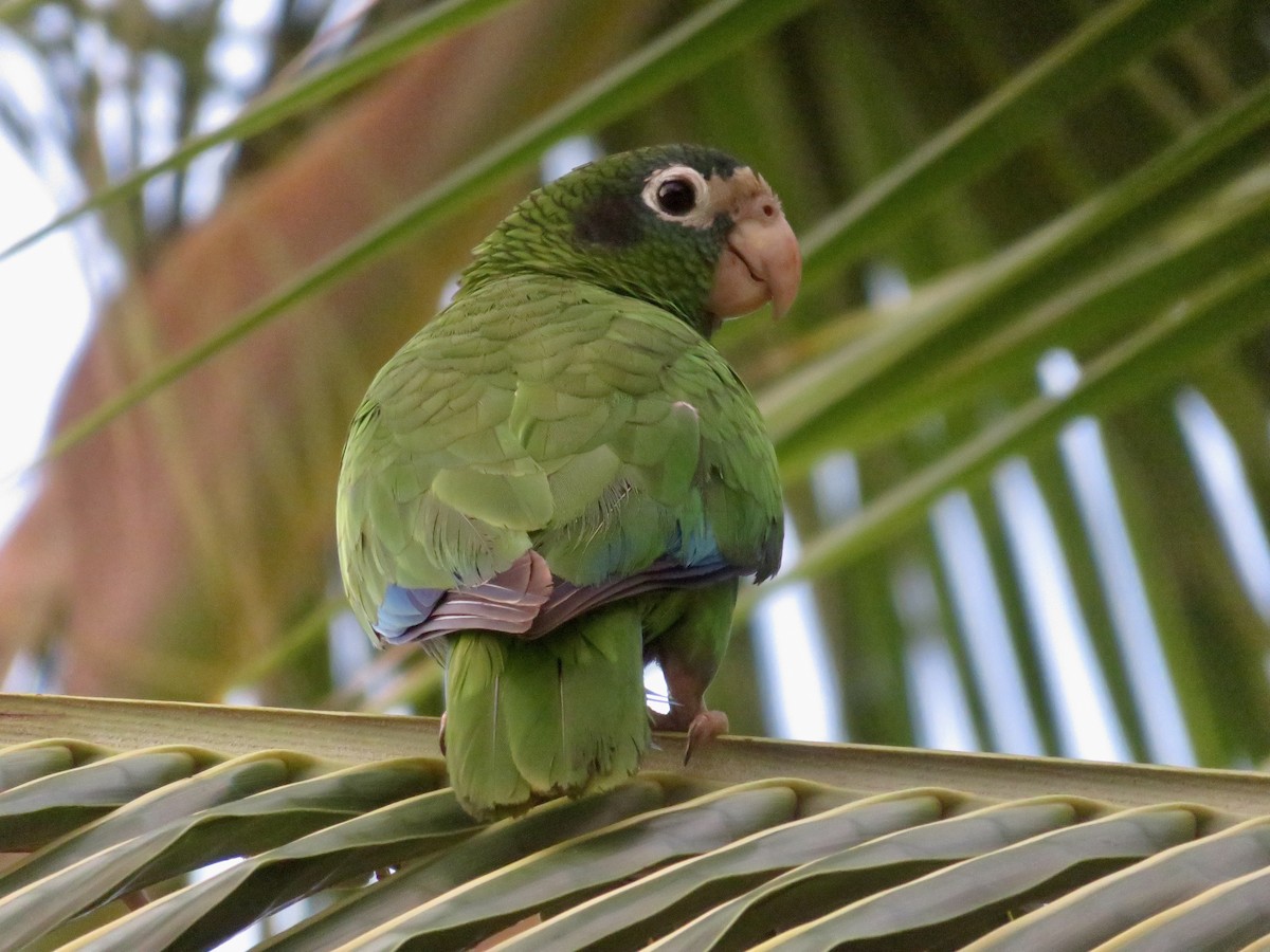 Hispaniolan Parrot - ML616335025