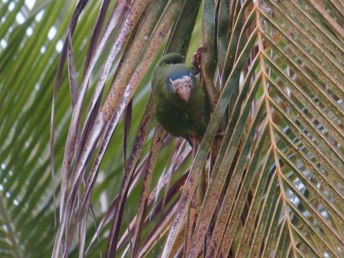 Hispaniolan Parrot - ML616335026