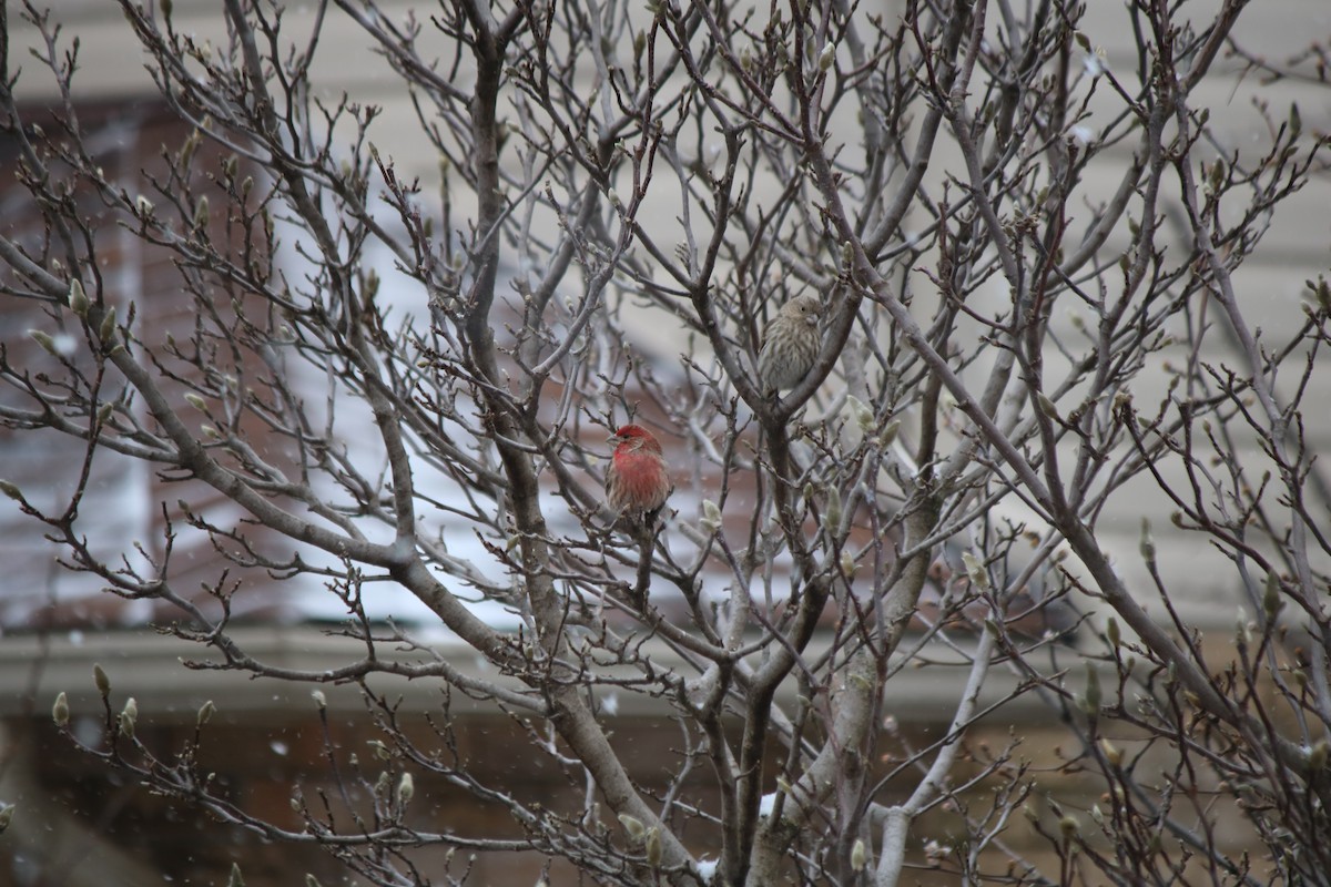 House Finch - Serina T