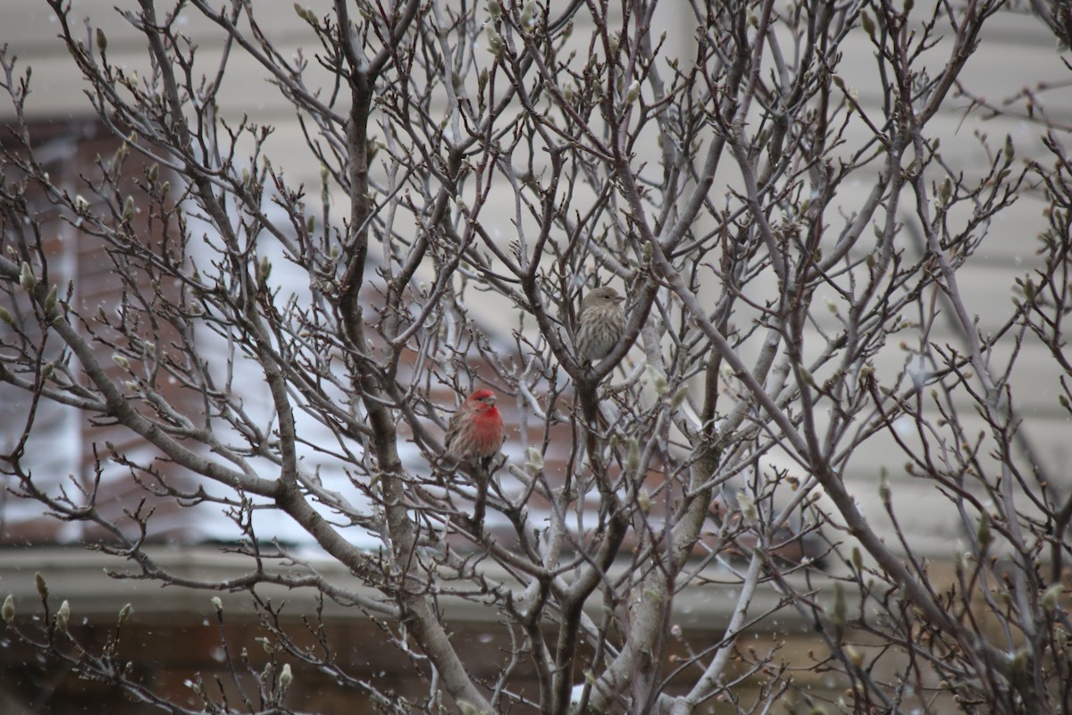 House Finch - Serina T