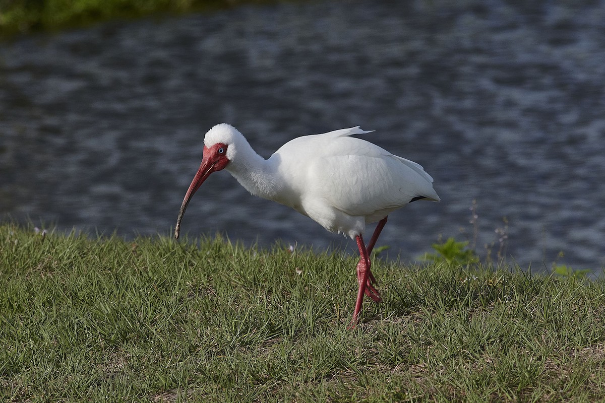 White Ibis - Elaine Hendricks