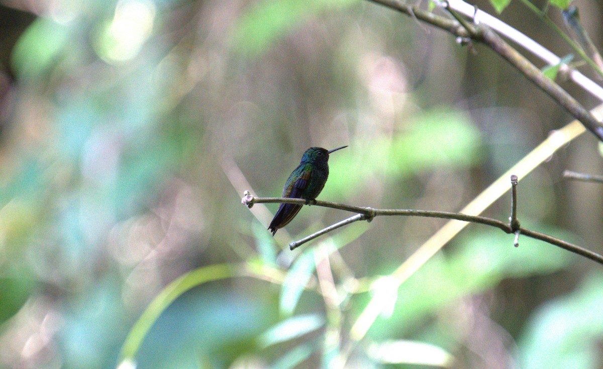 Copper-rumped Hummingbird - ML616335090