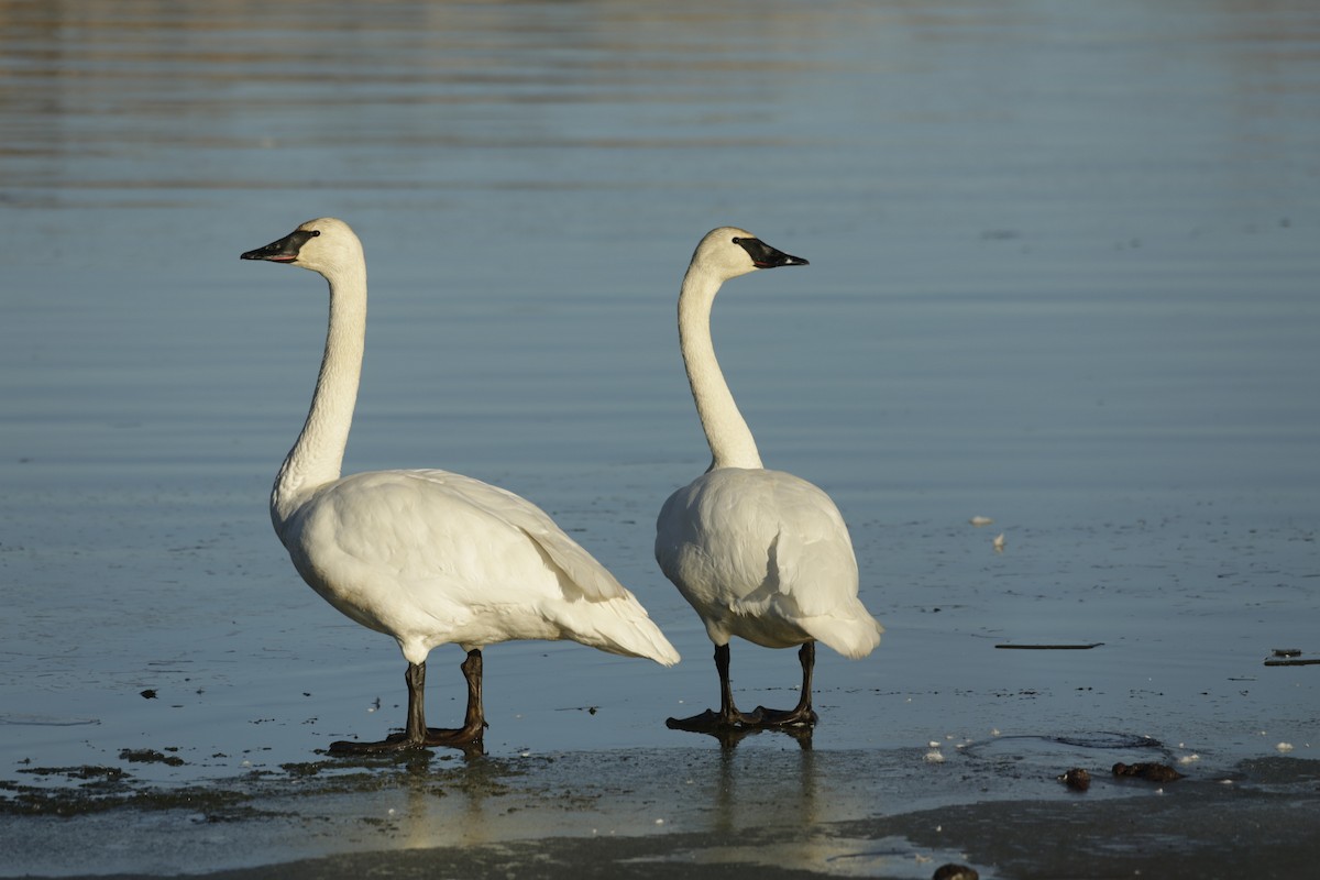 Trumpeter Swan - ML616335096