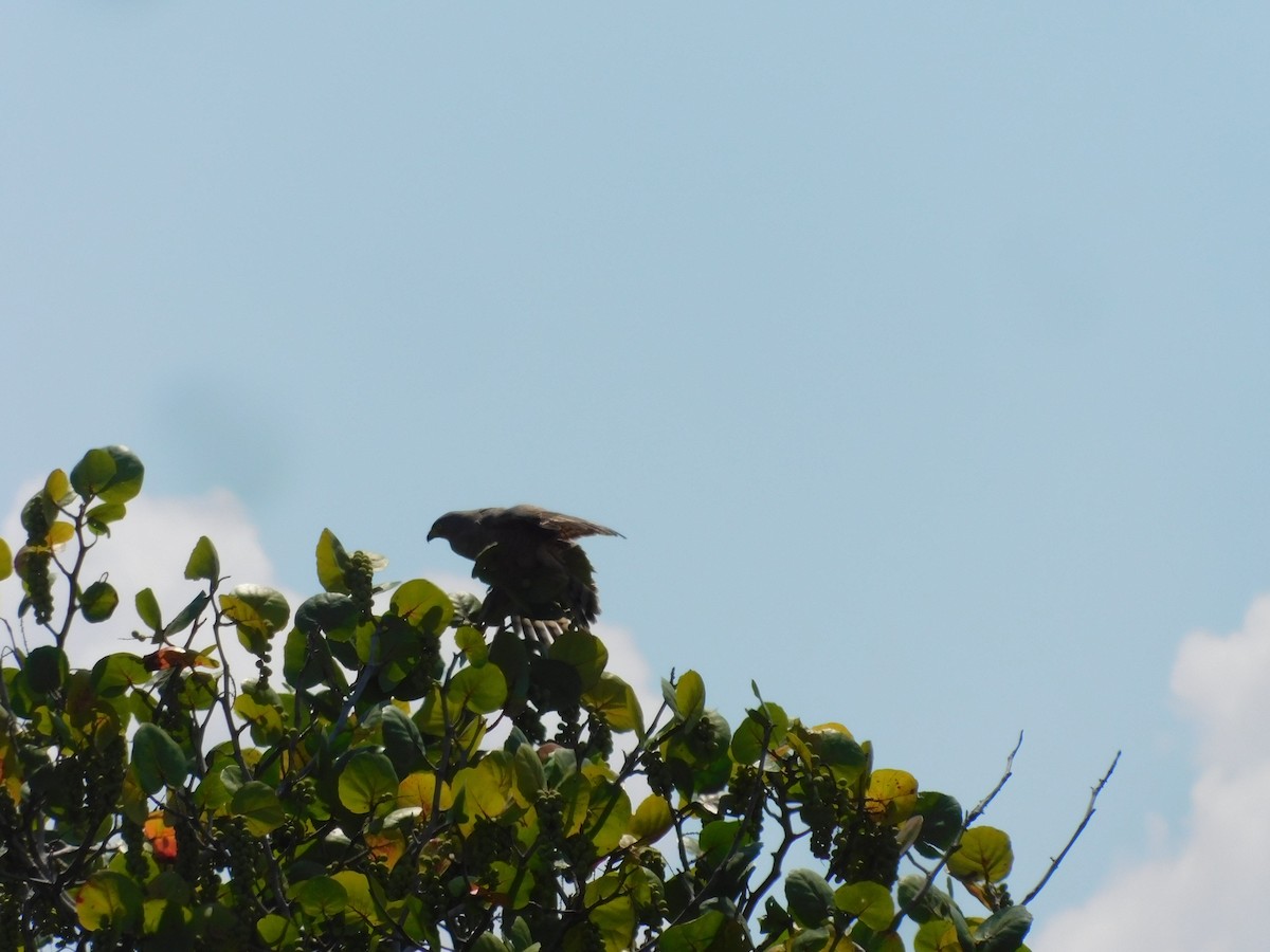 Roadside Hawk - Cenaida Moncada