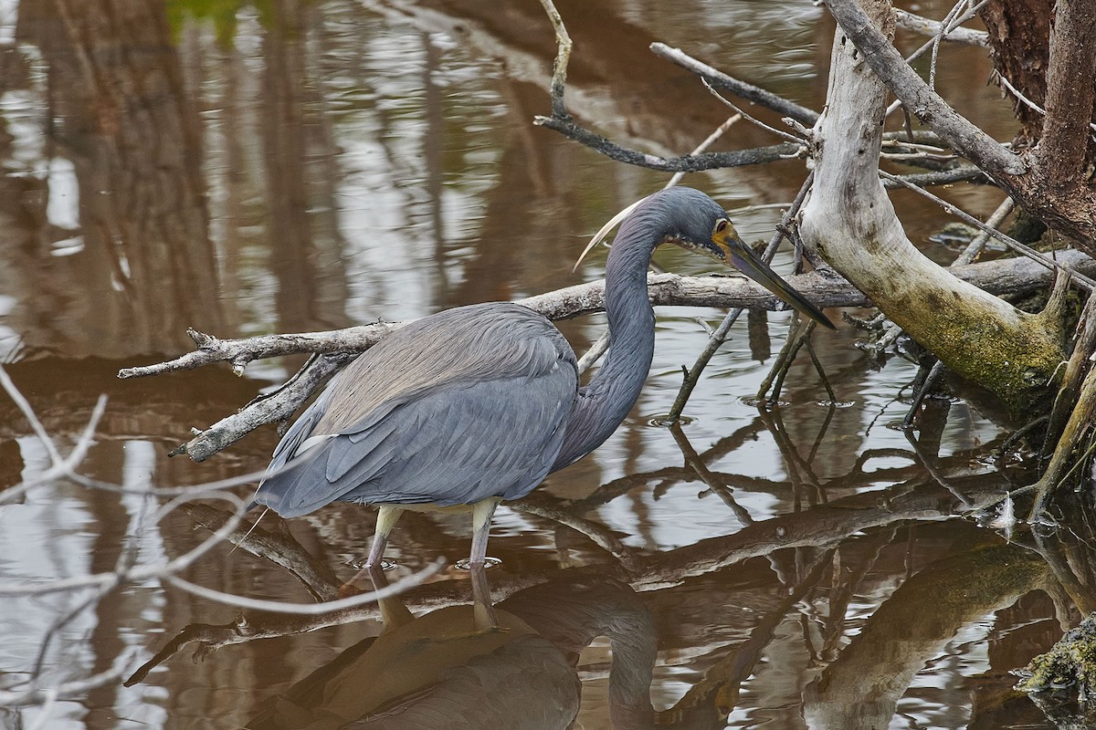 Tricolored Heron - Elaine Hendricks