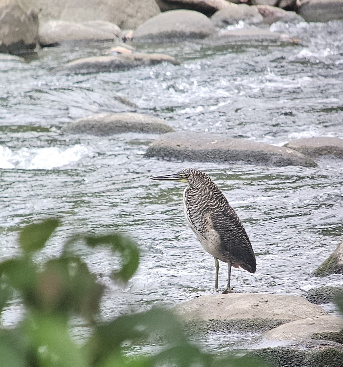 Fasciated Tiger-Heron - ML616335187