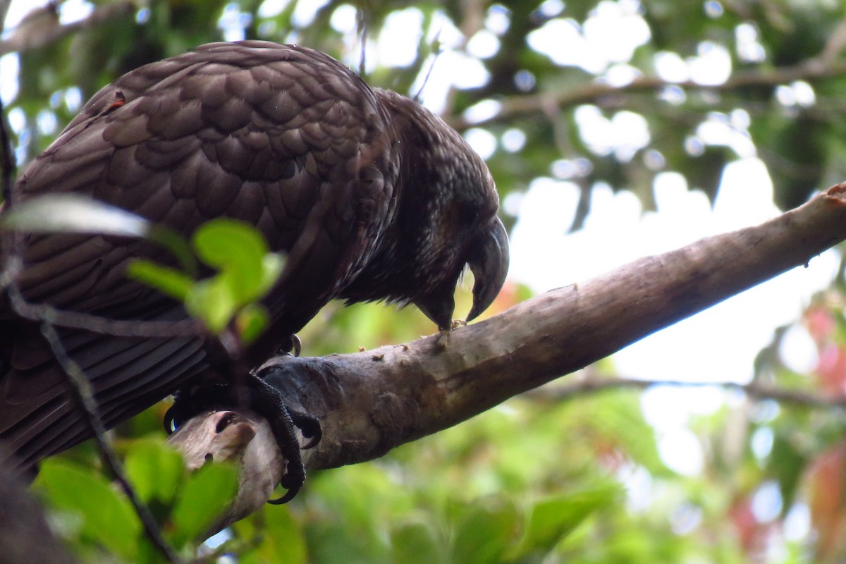 New Zealand Kaka - ML616335214