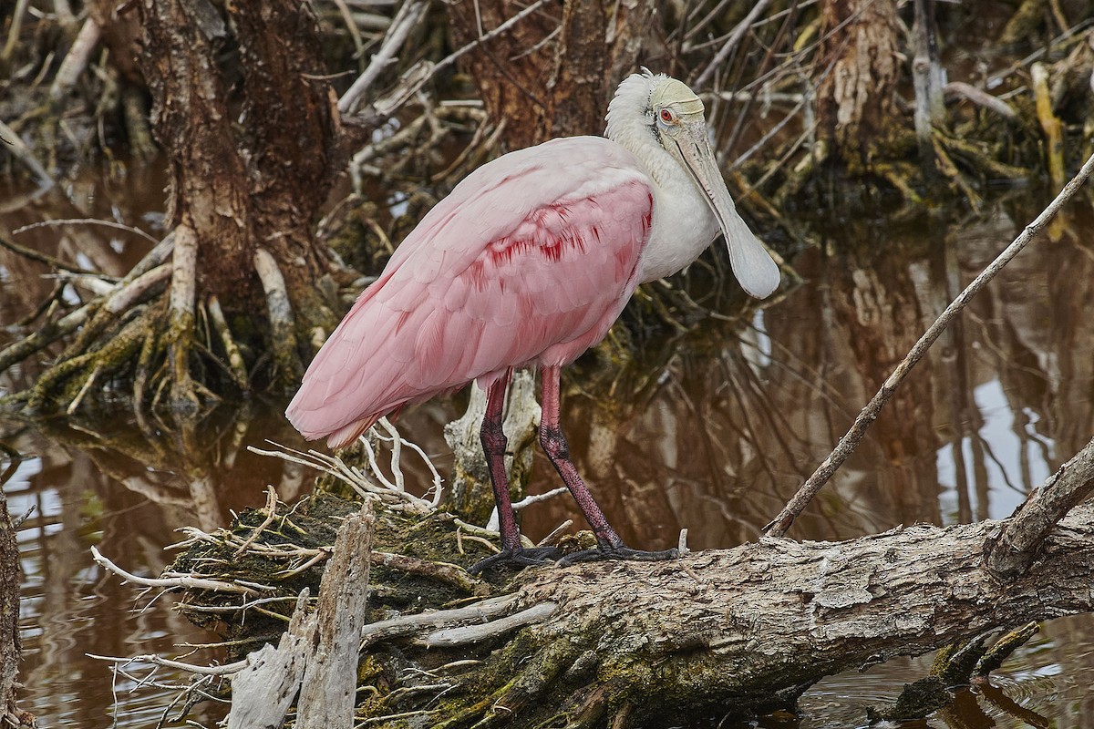 Roseate Spoonbill - Elaine Hendricks