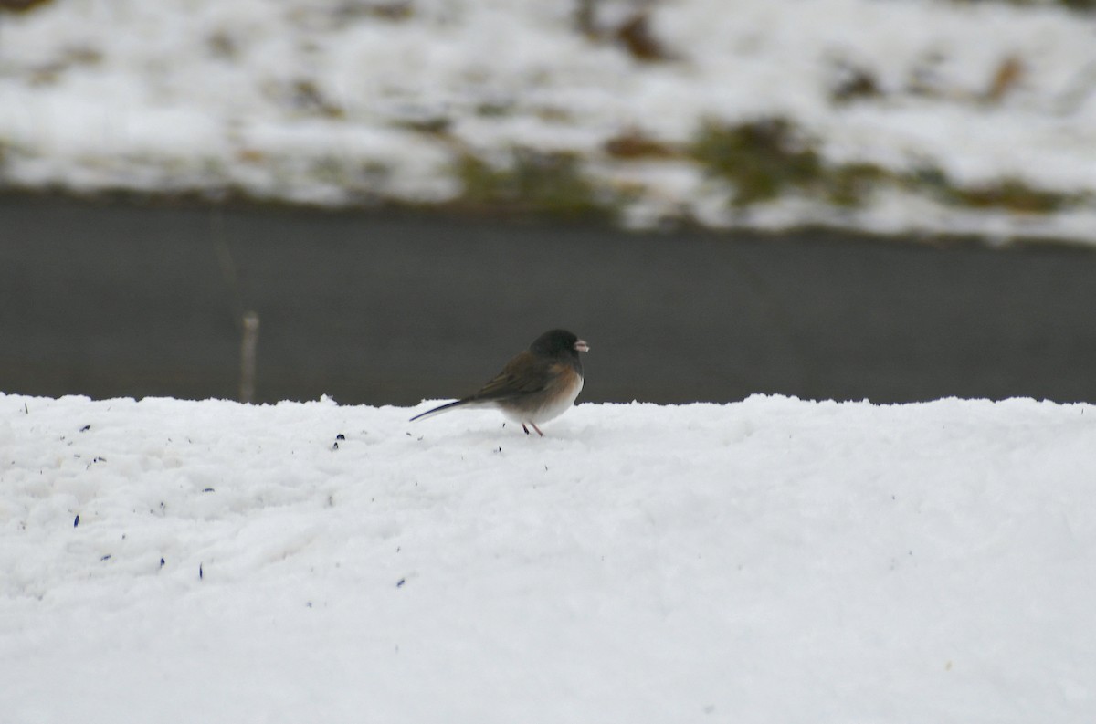 Junco ardoisé (groupe oreganus) - ML616335232