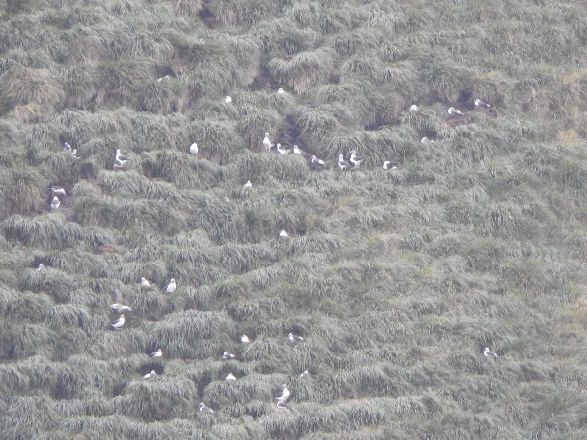 albatros šedohlavý - ML616335333