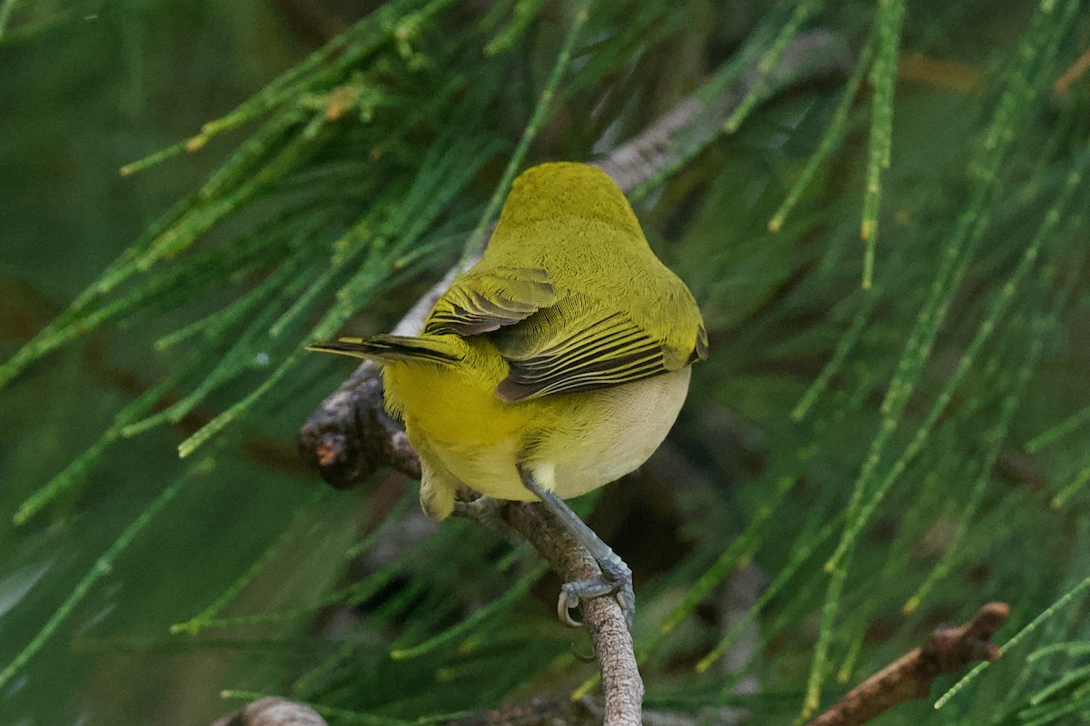 Ashy-bellied White-eye - ML616335352