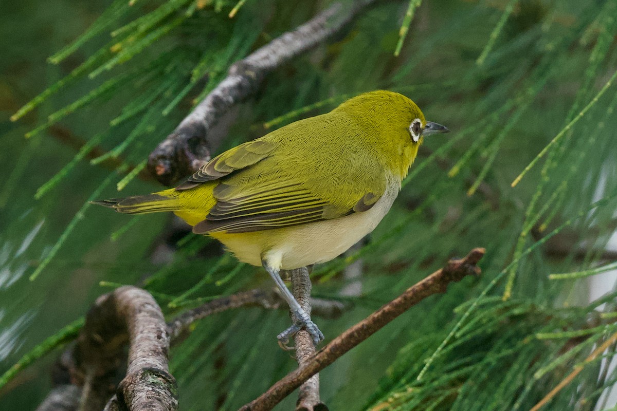 Ashy-bellied White-eye - ML616335353