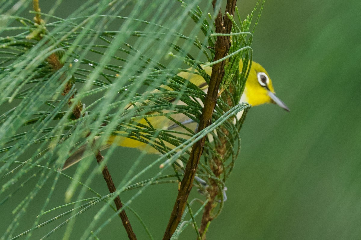 Ashy-bellied White-eye - ML616335354