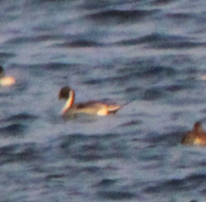 Northern Pintail - ML616335389