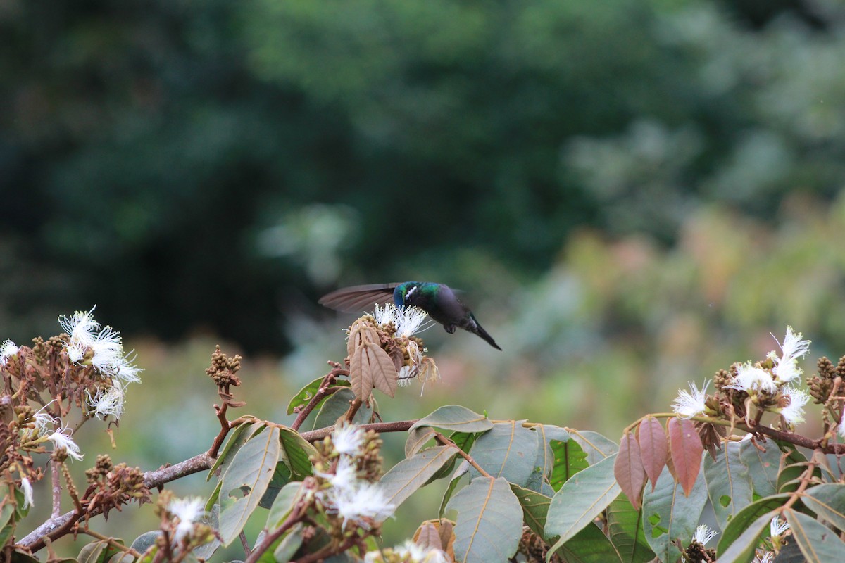 kolibřík fialovohrdlý - ML616335474