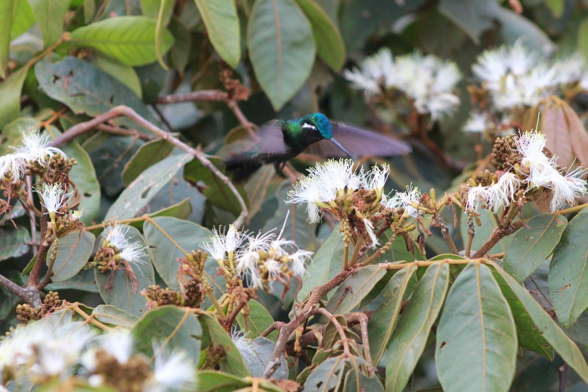kolibřík fialovohrdlý - ML616335477