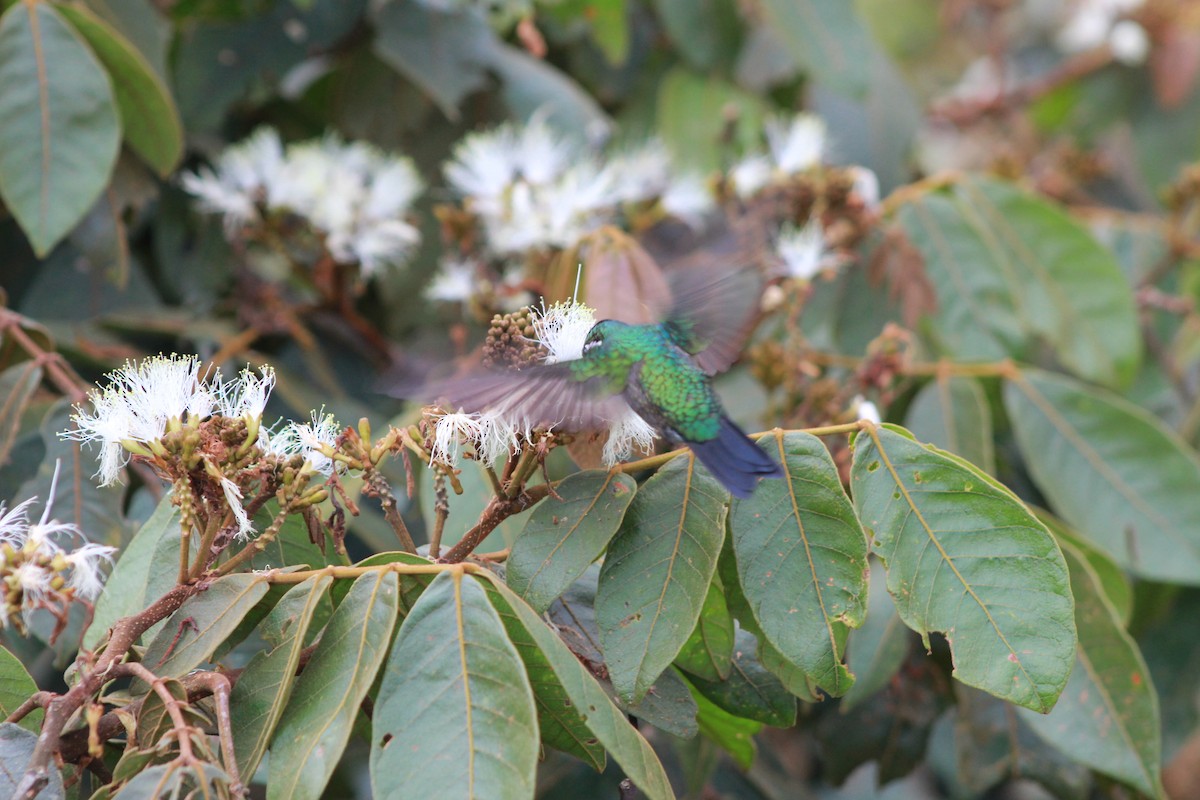 Purple-throated Mountain-gem - Criss Acuña