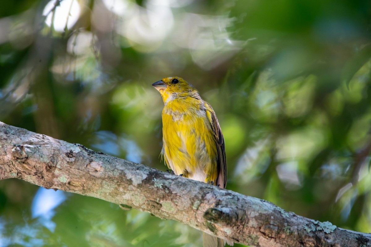 Saffron Finch - ML616335489