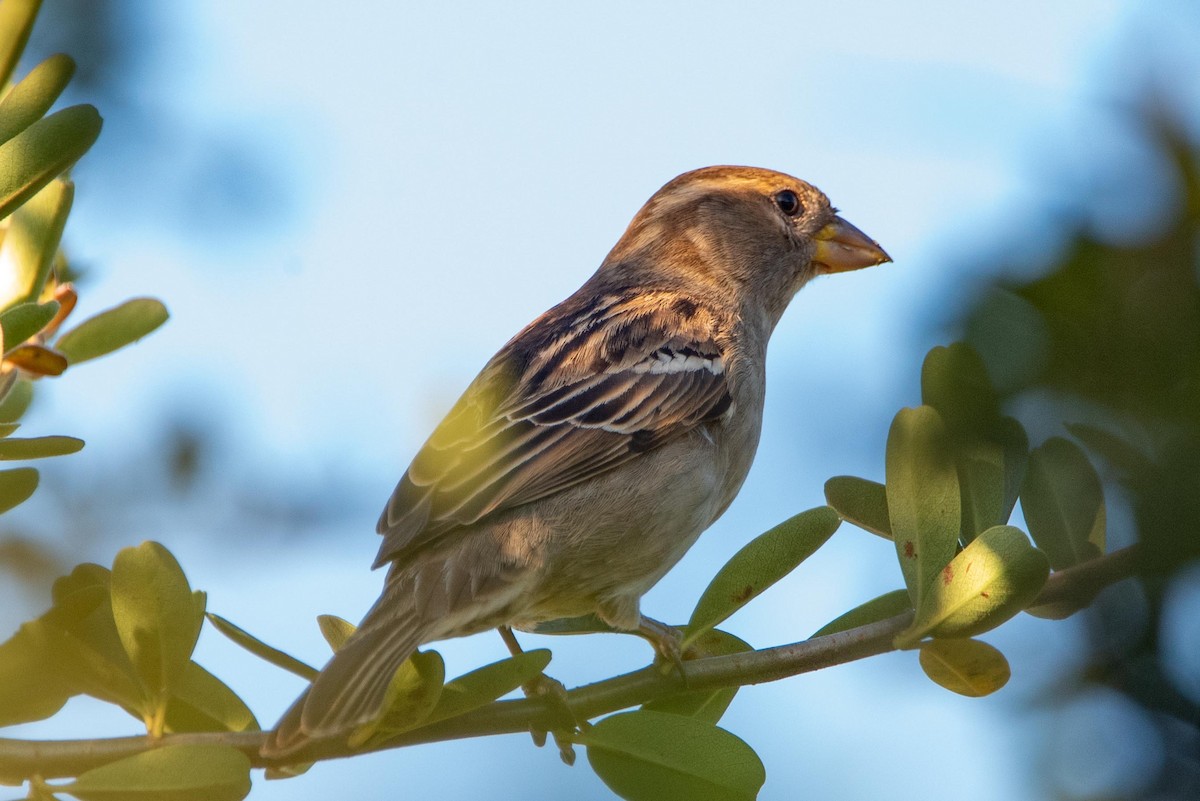 House Sparrow - ML616335492