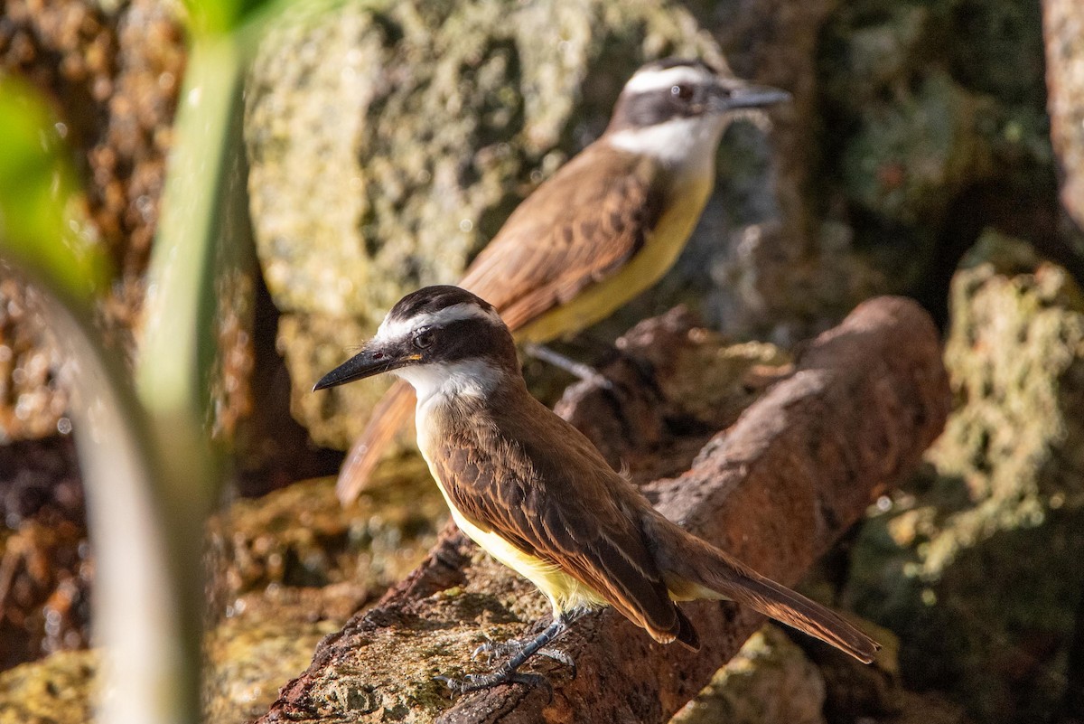 Great Kiskadee - ML616335502