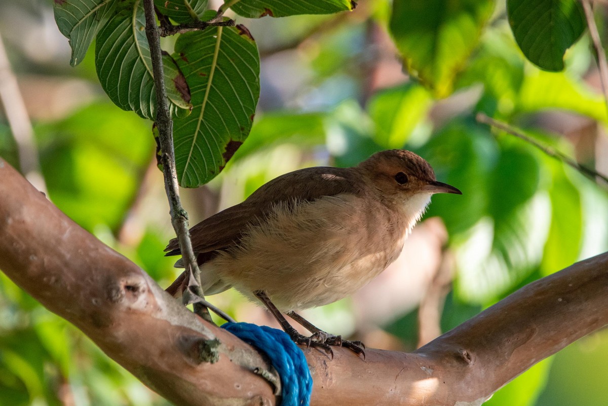 Rufous Hornero - ML616335506