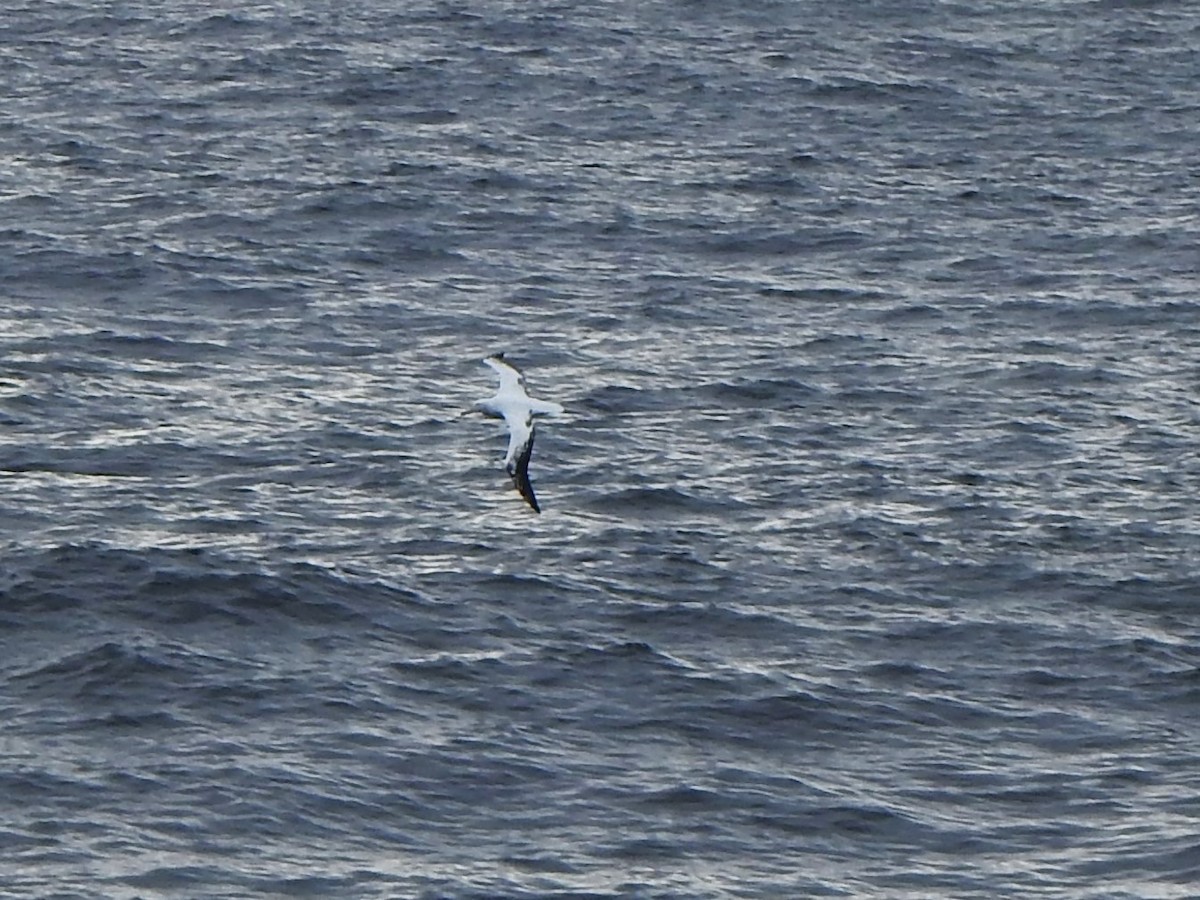 Snowy Albatross - ML616335507