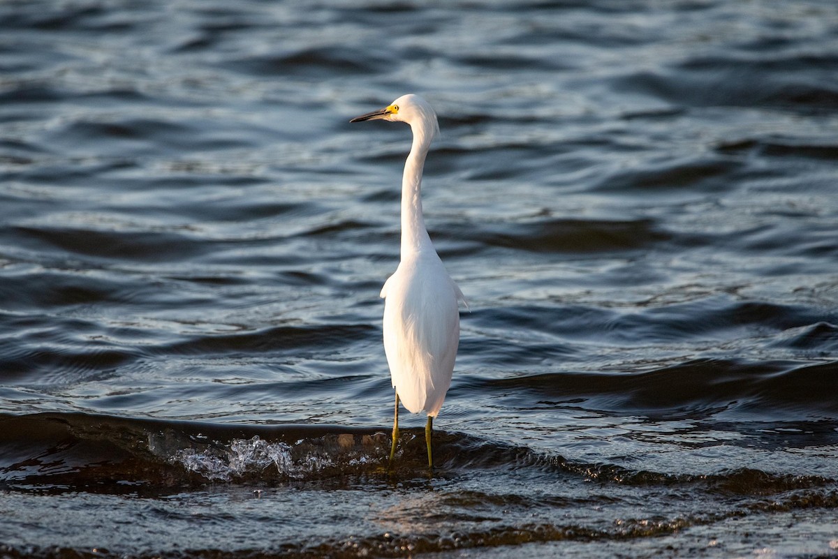 Snowy Egret - ML616335527