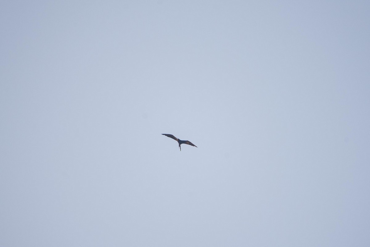 Magnificent Frigatebird - ML616335529