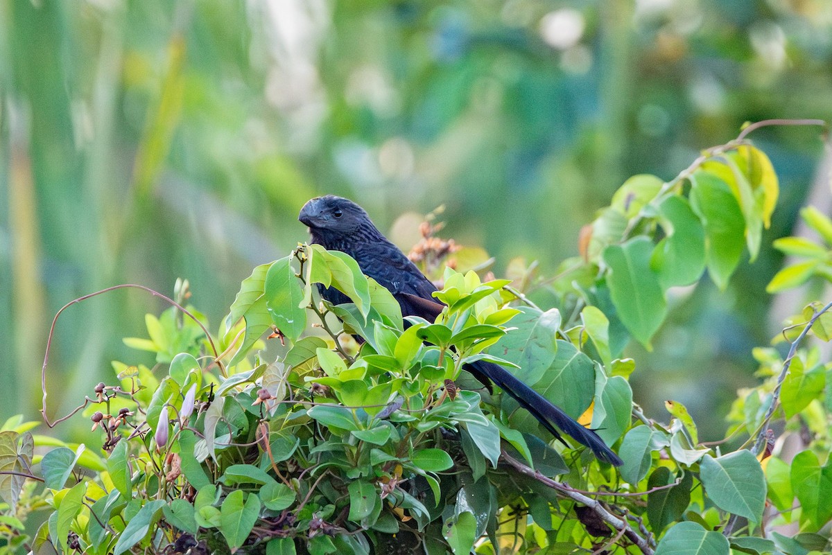 Smooth-billed Ani - ML616335539