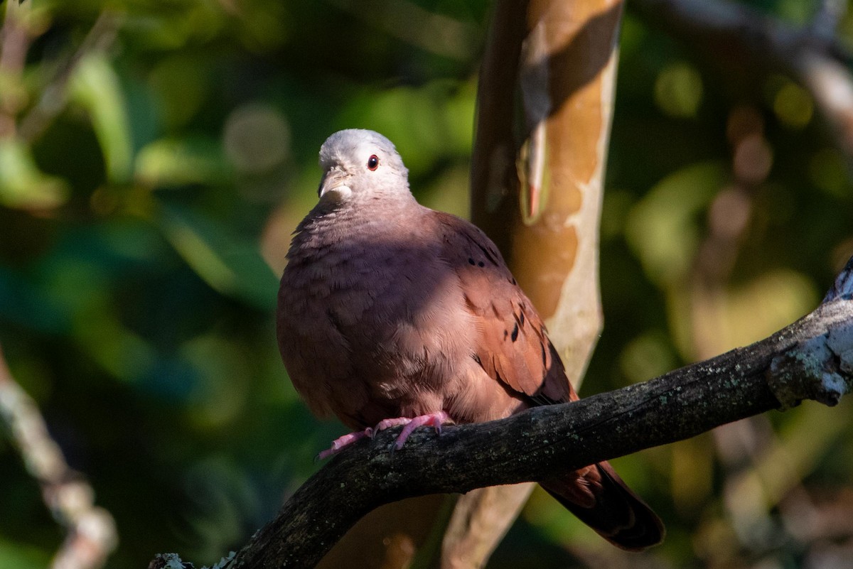 Ruddy Ground Dove - ML616335545