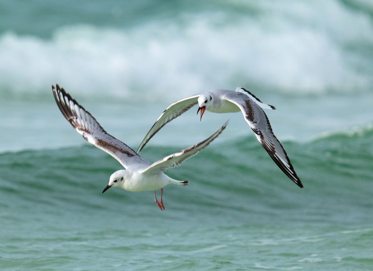 Bonaparte's Gull - ML616335578