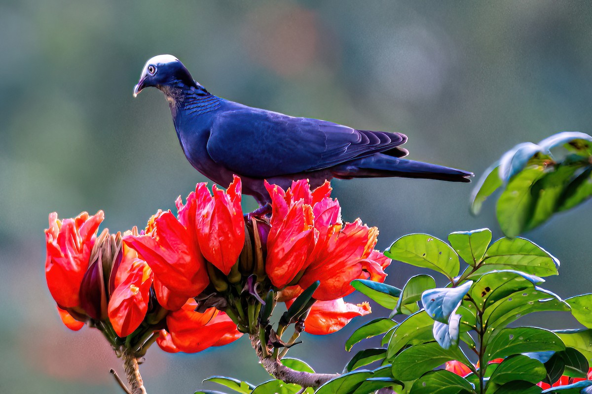 White-crowned Pigeon - ML616335598