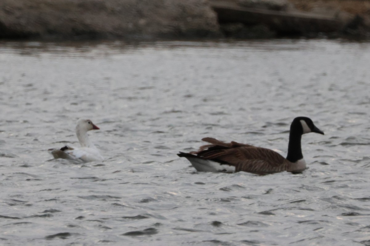 Canada Goose - ML616335613